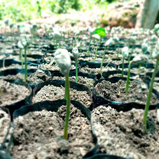 imagen de nuestro café