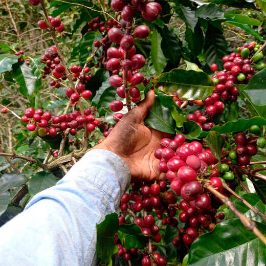 imagen de nuestro café