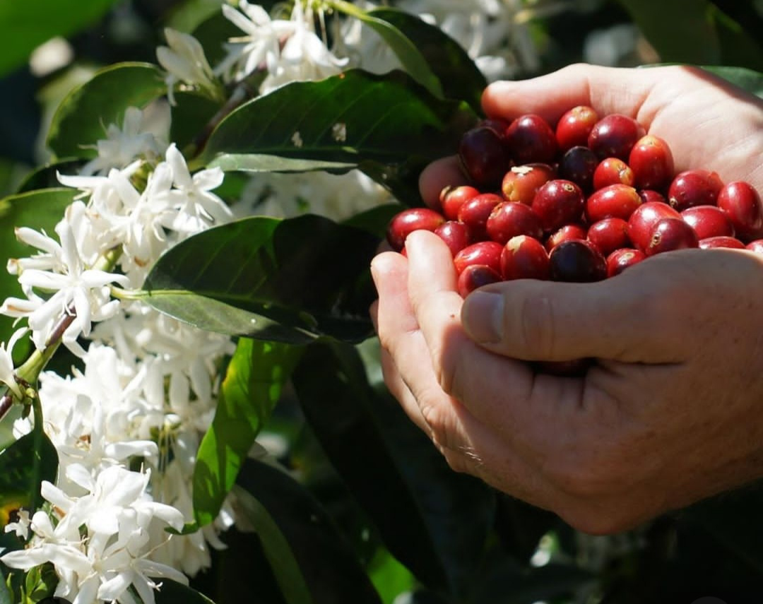 Equilibrio entre calidad de vida y café